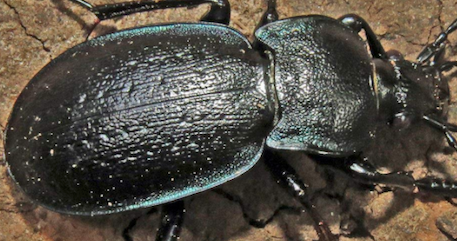 Carabus sp. Ungheria